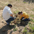 Els dies 12 i 13 de desembre de 2014, en el paratge de cal Castellví al terme municipal d’Olèrdola i dins del Parc Natural, es va fer la reforestació d’unes […]